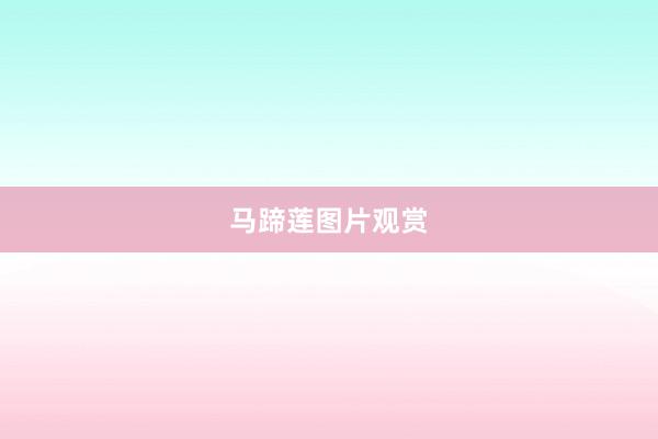 马蹄莲图片观赏