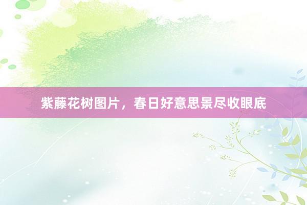 紫藤花树图片，春日好意思景尽收眼底